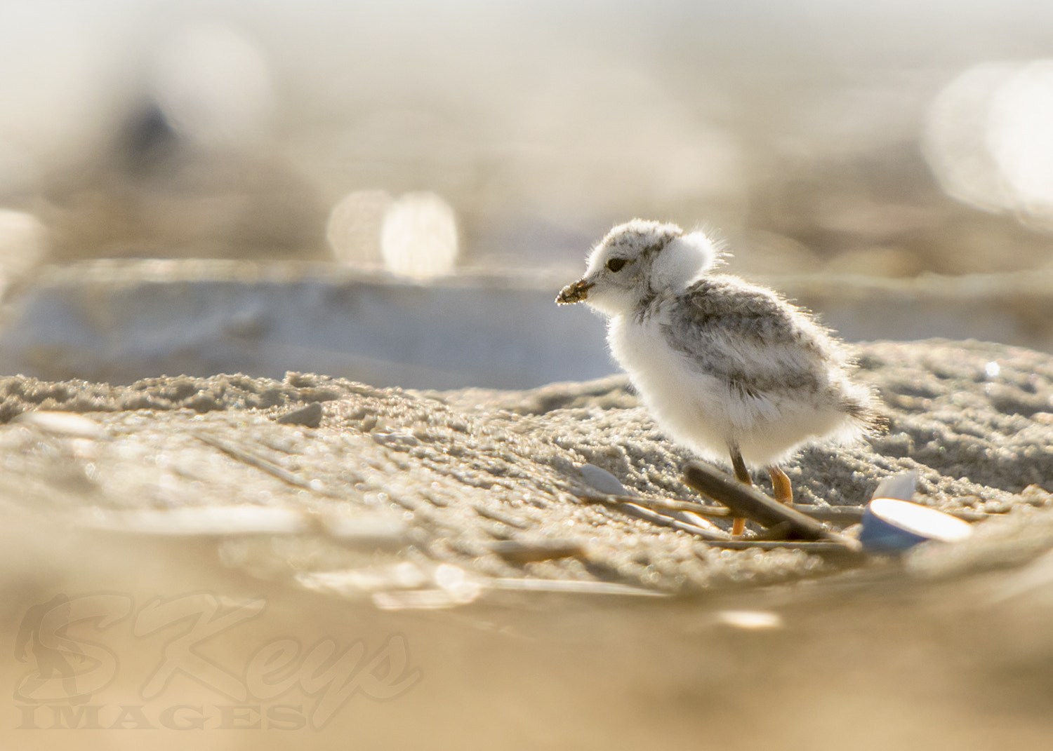 Nikon D7200 + Sigma 500mm F4.5 EX DG HSM sample photo. Earmuffs (piping plover chick) photography