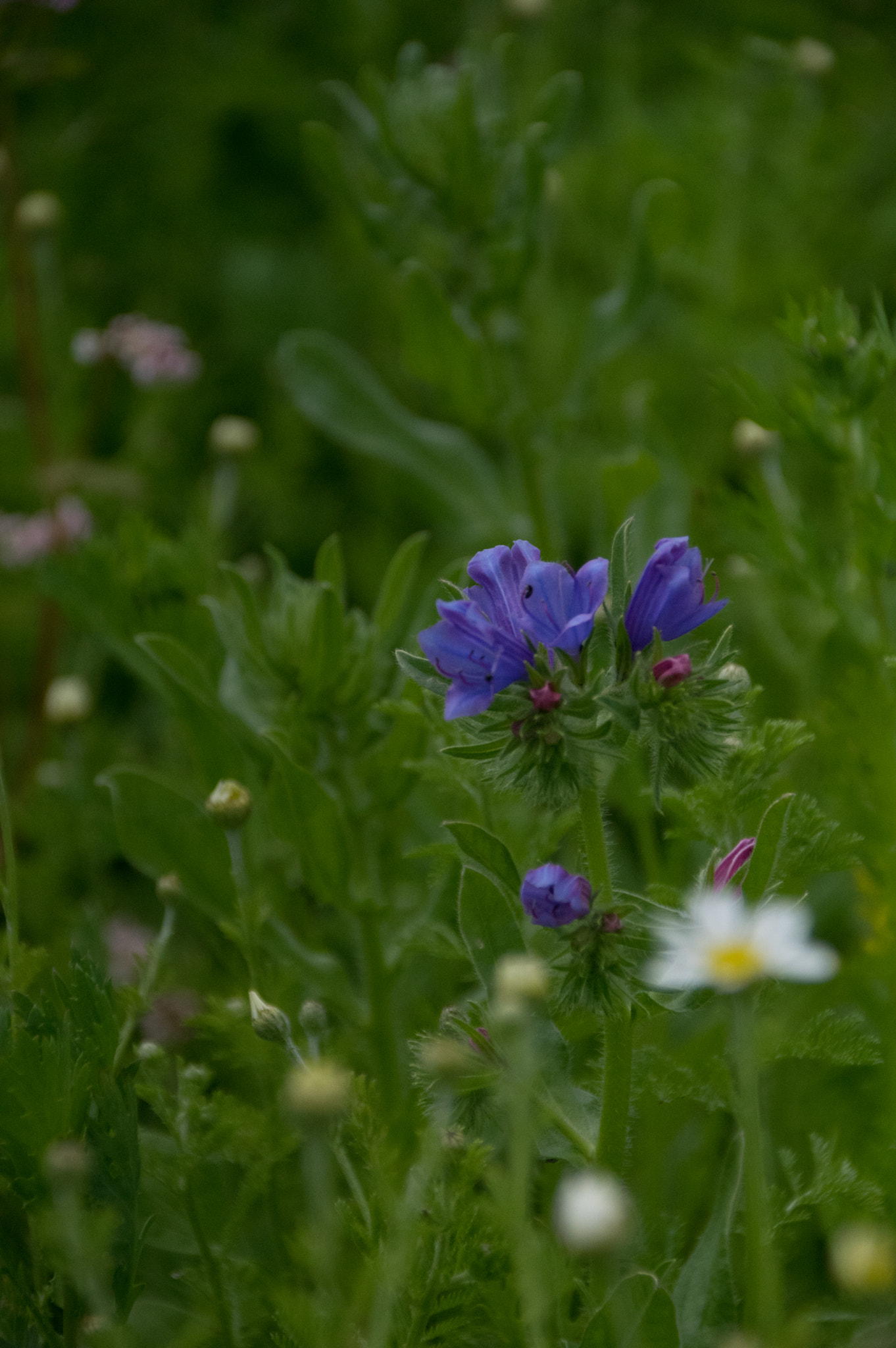 Sigma 18-300mm F3.5-6.3 DC Macro HSM sample photo. Hampshire lavender fields photography