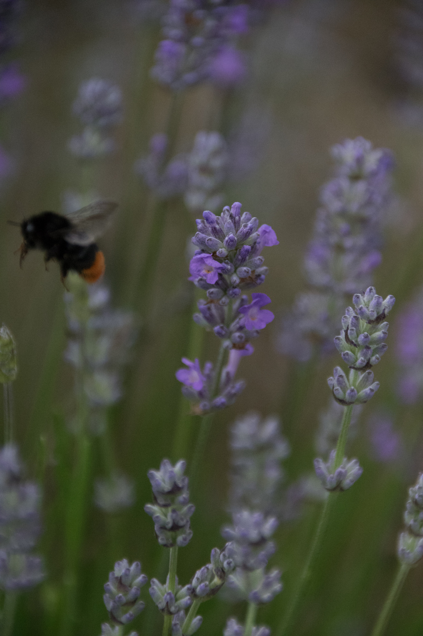Sigma 18-300mm F3.5-6.3 DC Macro HSM sample photo. Hampshire lavender fields photography