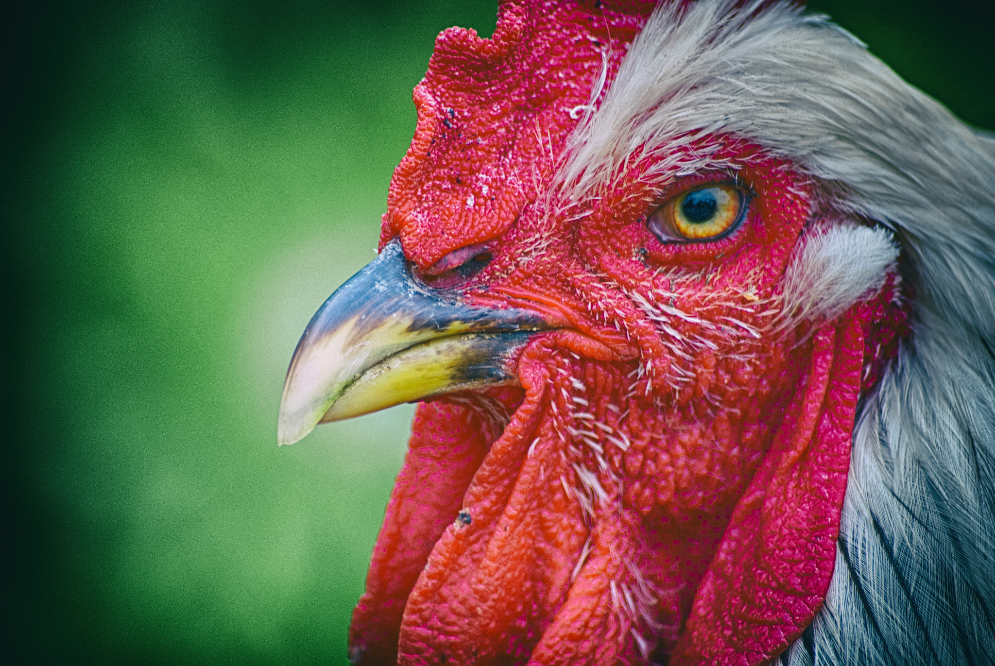 Sony DT 55-200mm F4-5.6 SAM sample photo. Rooster photography