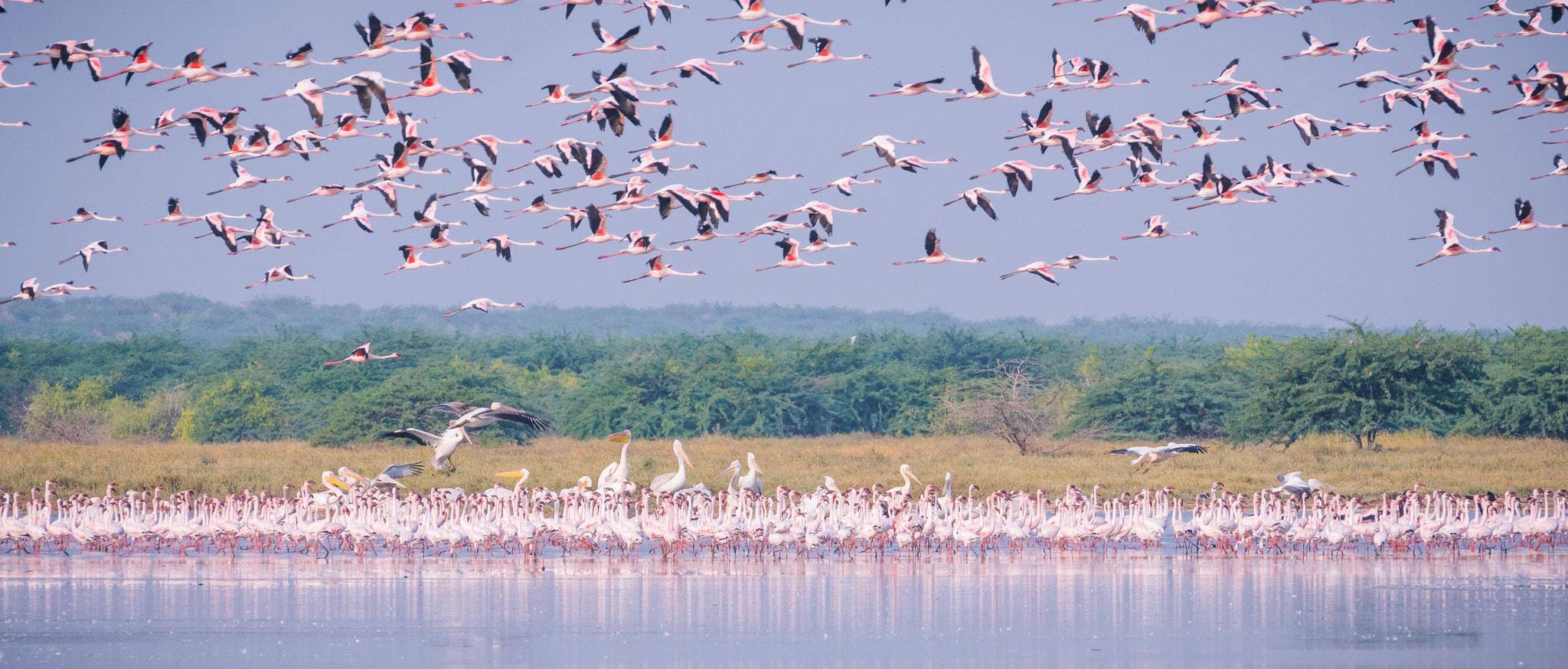 Sony 70-300mm F4.5-5.6 G SSM sample photo. Flamingos and pelicans photography