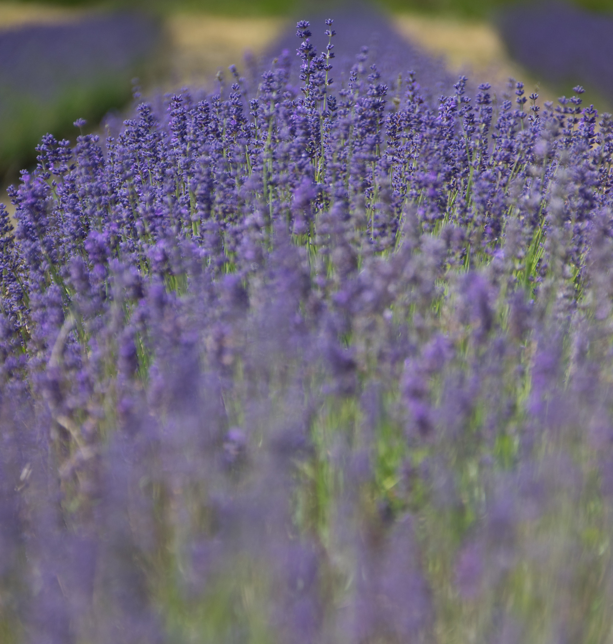 Sigma 18-300mm F3.5-6.3 DC Macro HSM sample photo. Hampshire lavender fields () photography