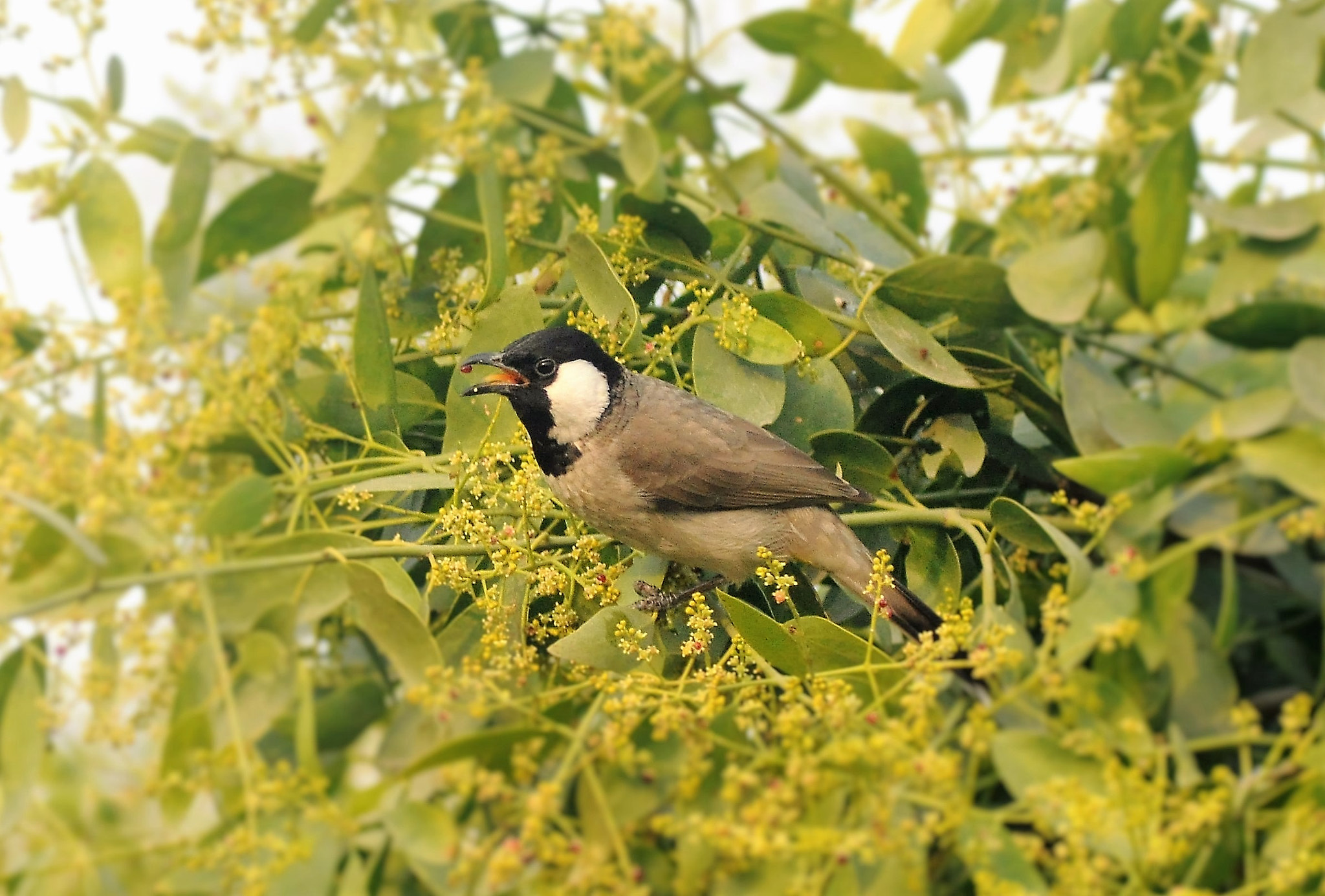 AF Zoom-Nikkor 70-300mm f/4-5.6D ED sample photo. White eared bulbul photography