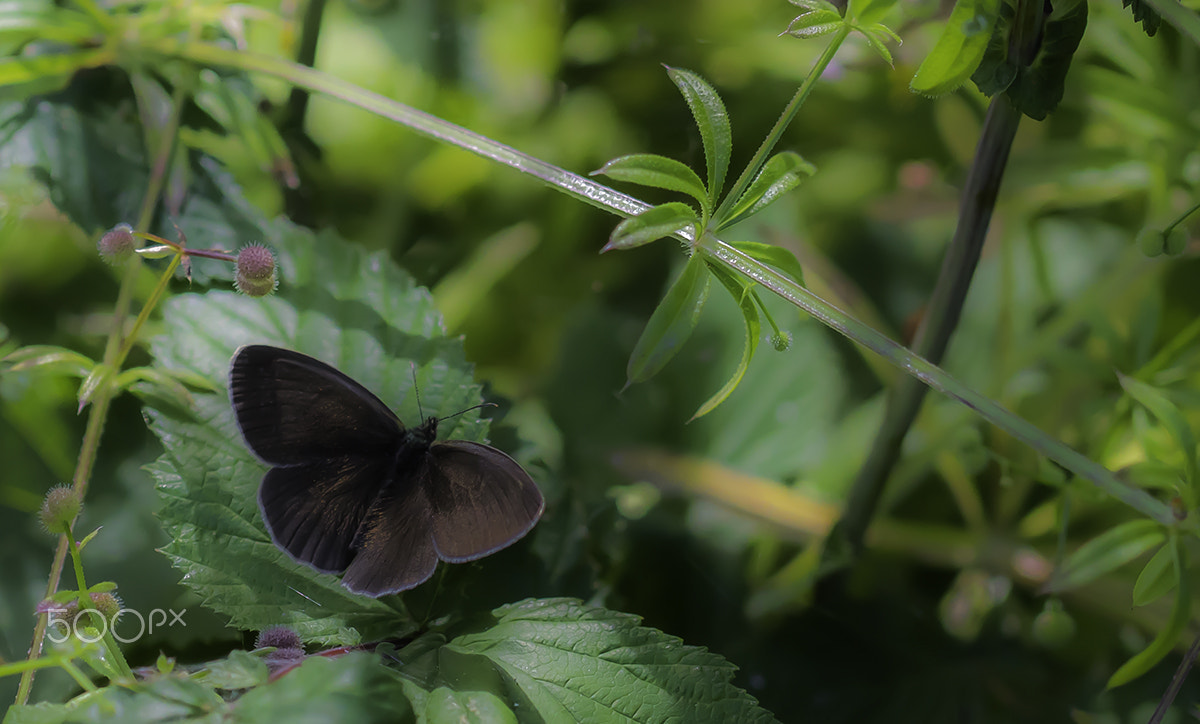 Sony ILCA-77M2 + 90mm F2.8 Macro SSM sample photo. Black butterfly photography