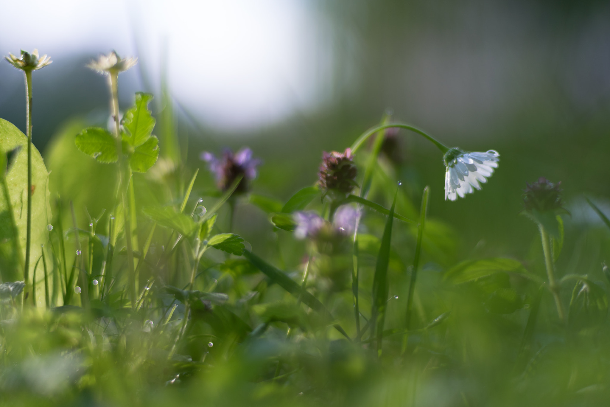 Nikon D5300 + Nikon AF Nikkor 50mm F1.4D sample photo. Tenderness photography