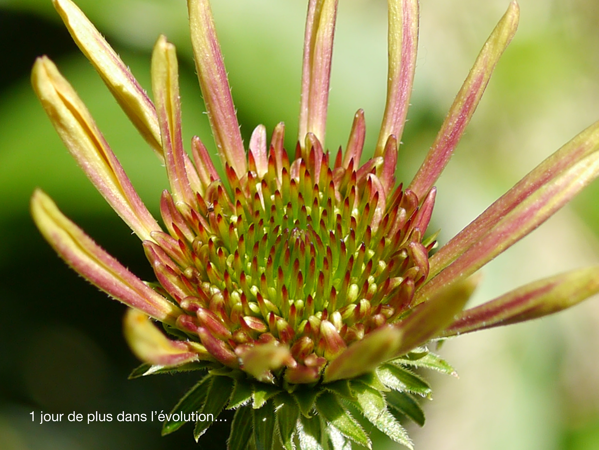 Panasonic Lumix DMC-GX1 + Panasonic Lumix G Macro 30mm F2.8 ASPH Mega OIS sample photo. 1 jour de + dans  l'évolution photography