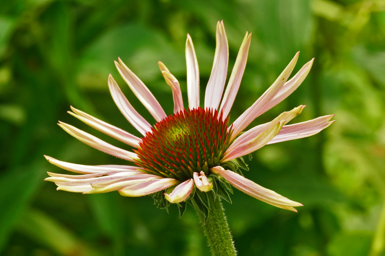 100mm F2.8 SSM sample photo. Adolescent echinacea. photography