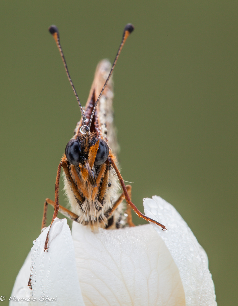 Tamron SP AF 180mm F3.5 Di LD (IF) Macro sample photo. 2554.jpg photography