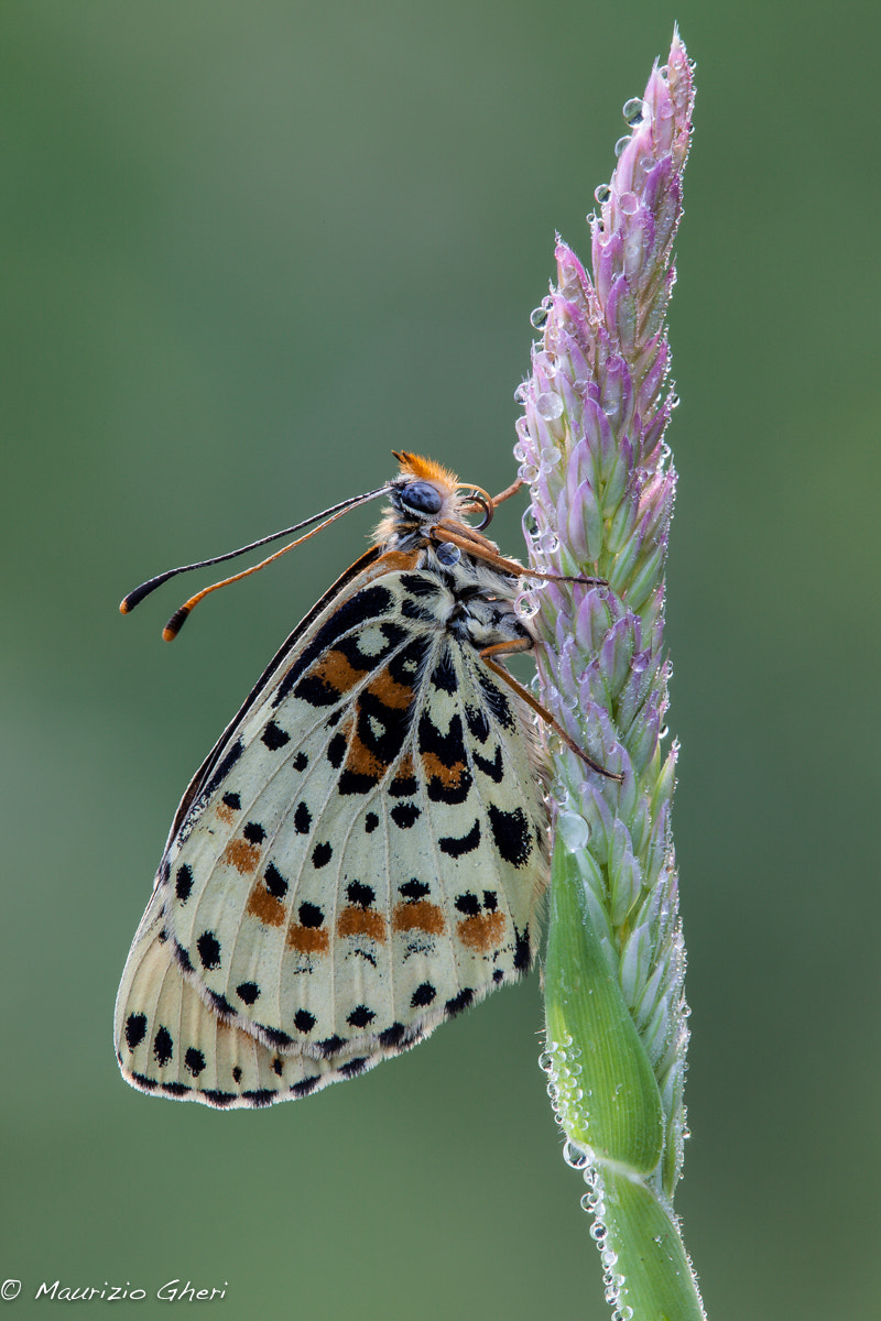 Tamron SP AF 180mm F3.5 Di LD (IF) Macro sample photo. 2574.jpg photography