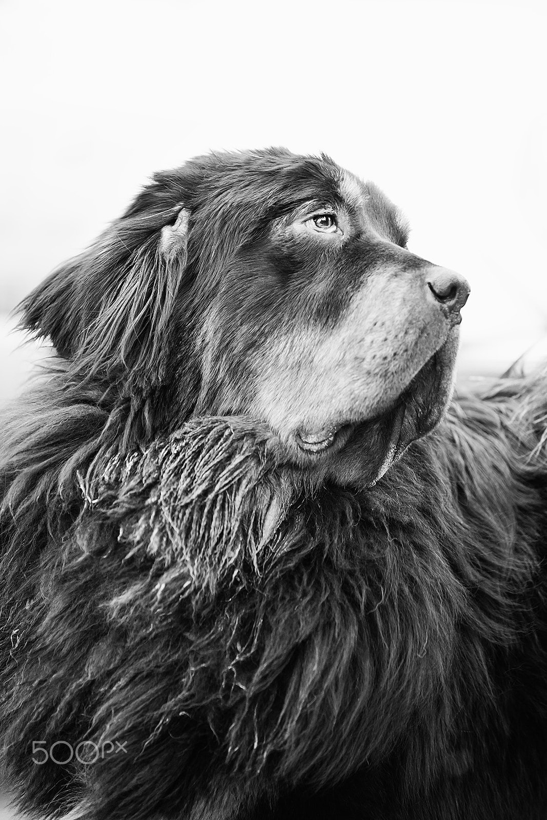 Sony a99 II + Minolta/Sony AF 70-200mm F2.8 G sample photo. Tibetan mastiff photography