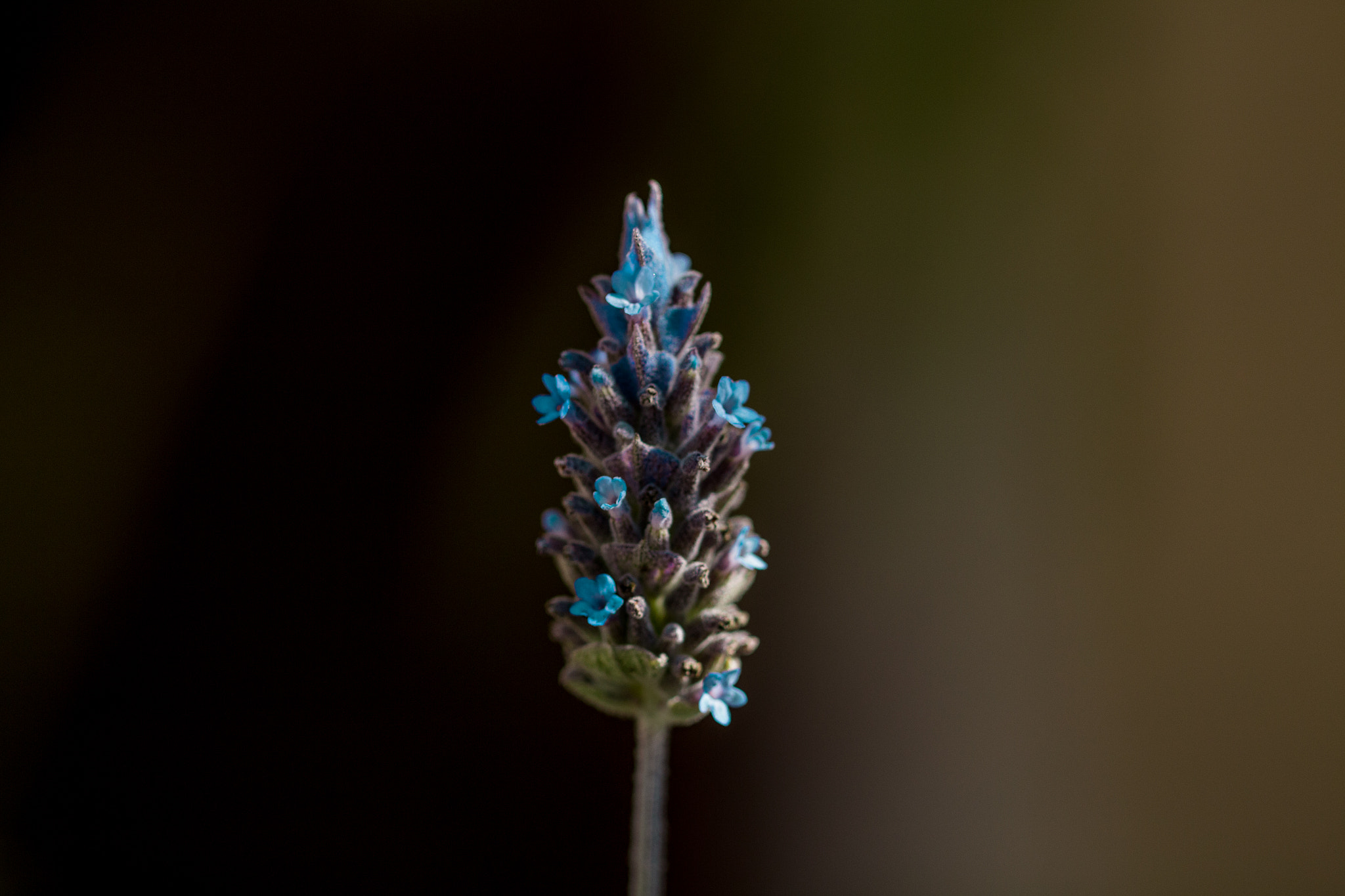 Canon EF 100mm F2.8L Macro IS USM sample photo. Lavender photography