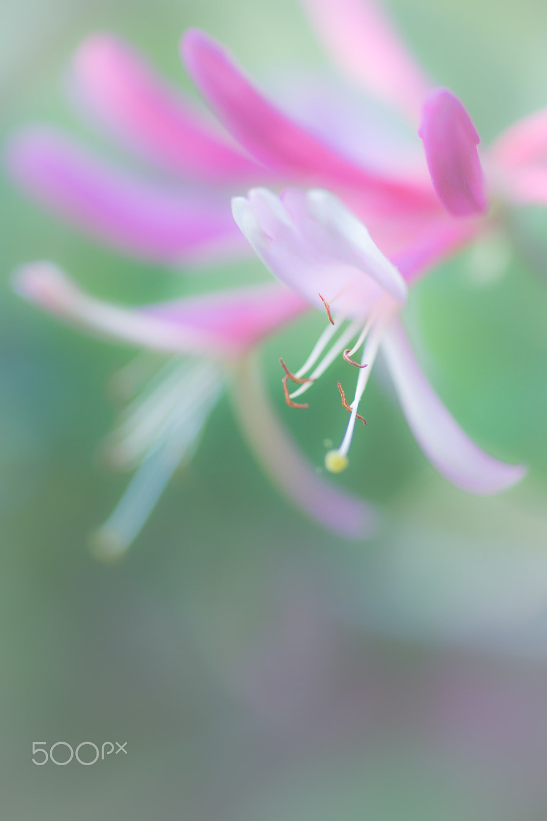 Sony a99 II + Sony 100mm F2.8 Macro sample photo. Gorgeous photography