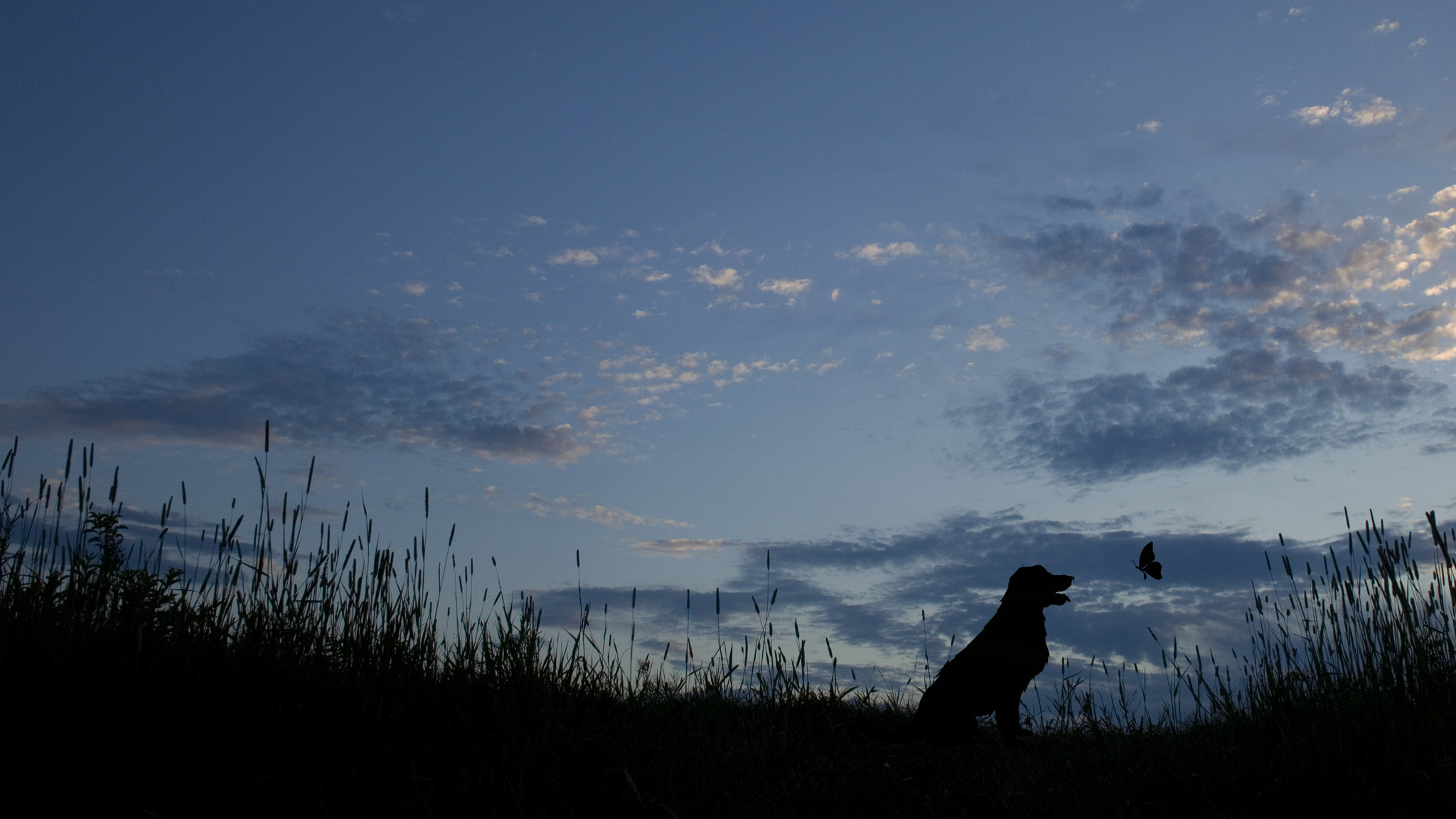 Canon EOS 5D Mark II + Canon EF 24mm F2.8 sample photo. Boofy and butty photography