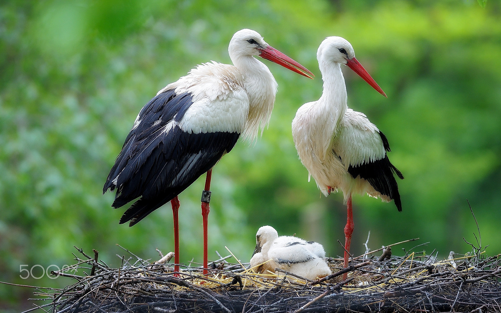 Nikon AF-S Nikkor 300mm F2.8G ED VR II sample photo. White stork photography