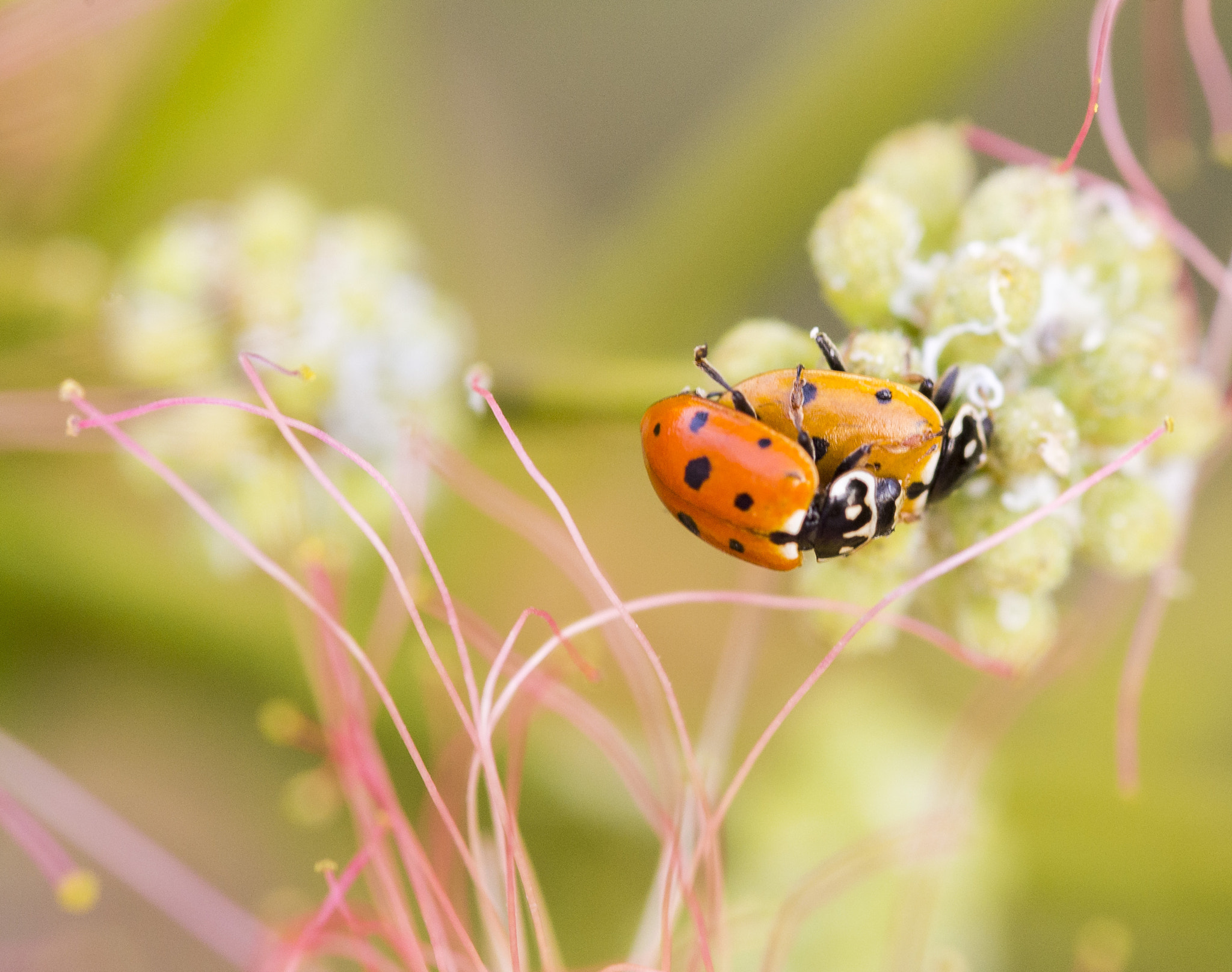 Pentax K-r + Sigma sample photo. Bugs love photography