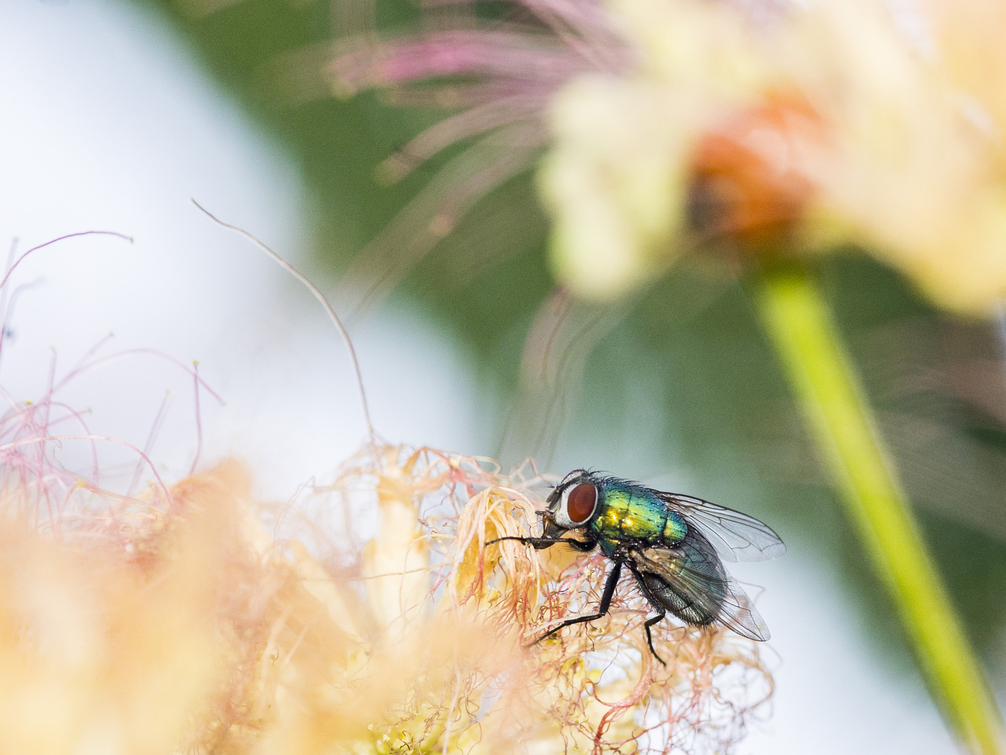 Pentax K-r + Sigma sample photo. Green metal photography