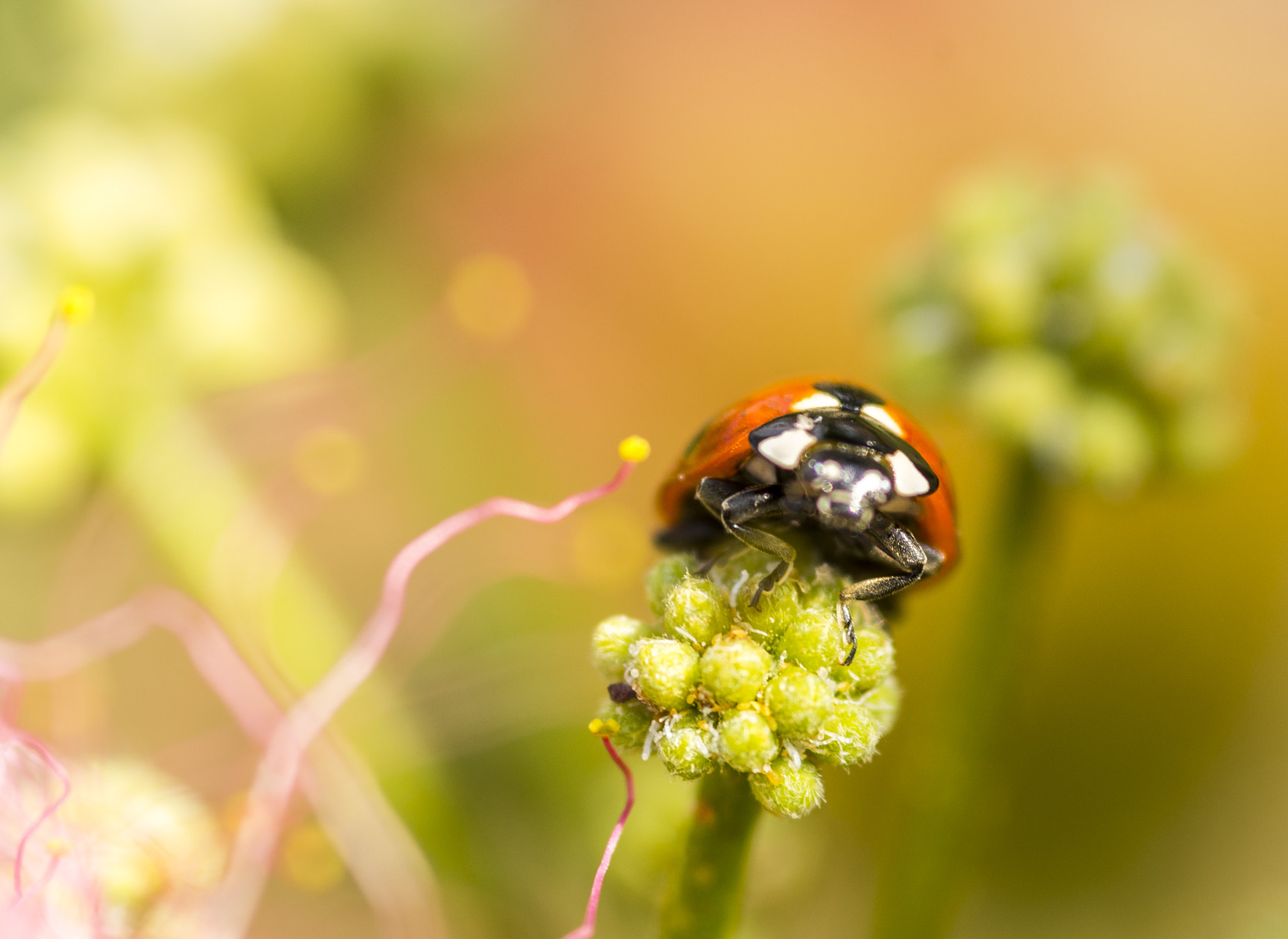 Pentax K-r + Sigma sample photo. Ladybug photography