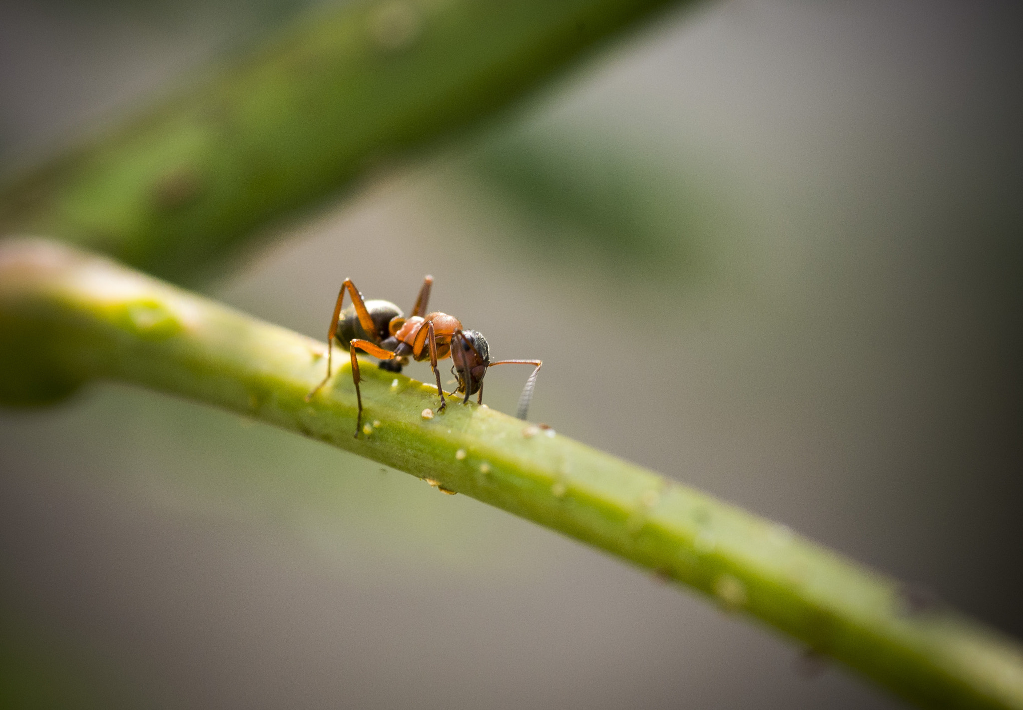 Pentax K-r + Sigma sample photo. Ant route photography