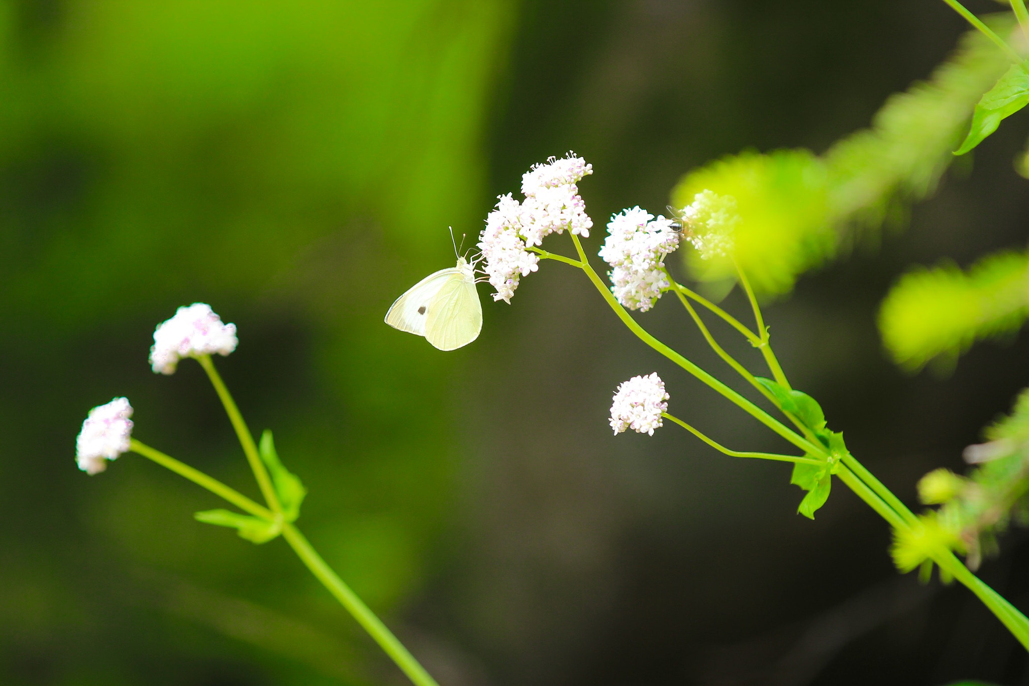 Canon EF 70-200mm F2.8L IS II USM sample photo
