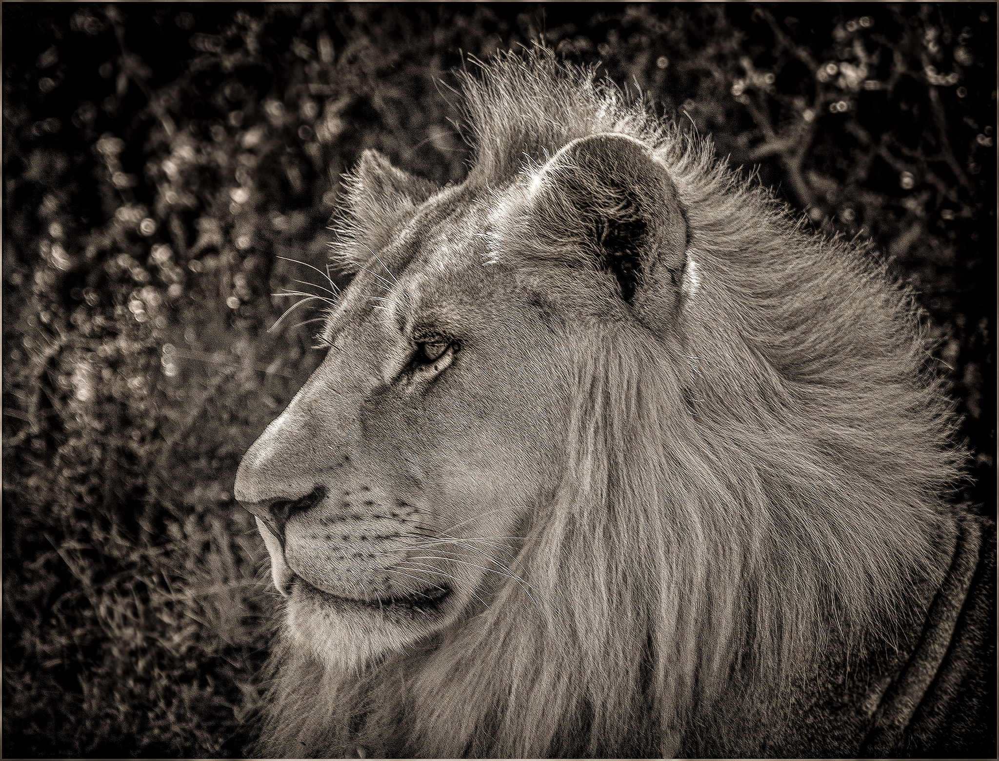 Nikon D800E sample photo. The king photography