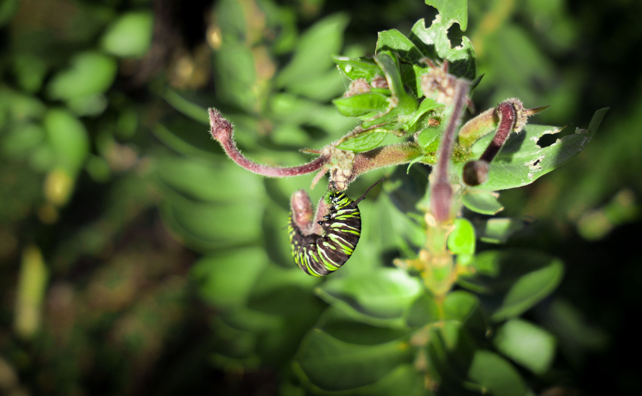 Sony Alpha NEX-5N + Sigma 19mm F2.8 EX DN sample photo. So much green photography