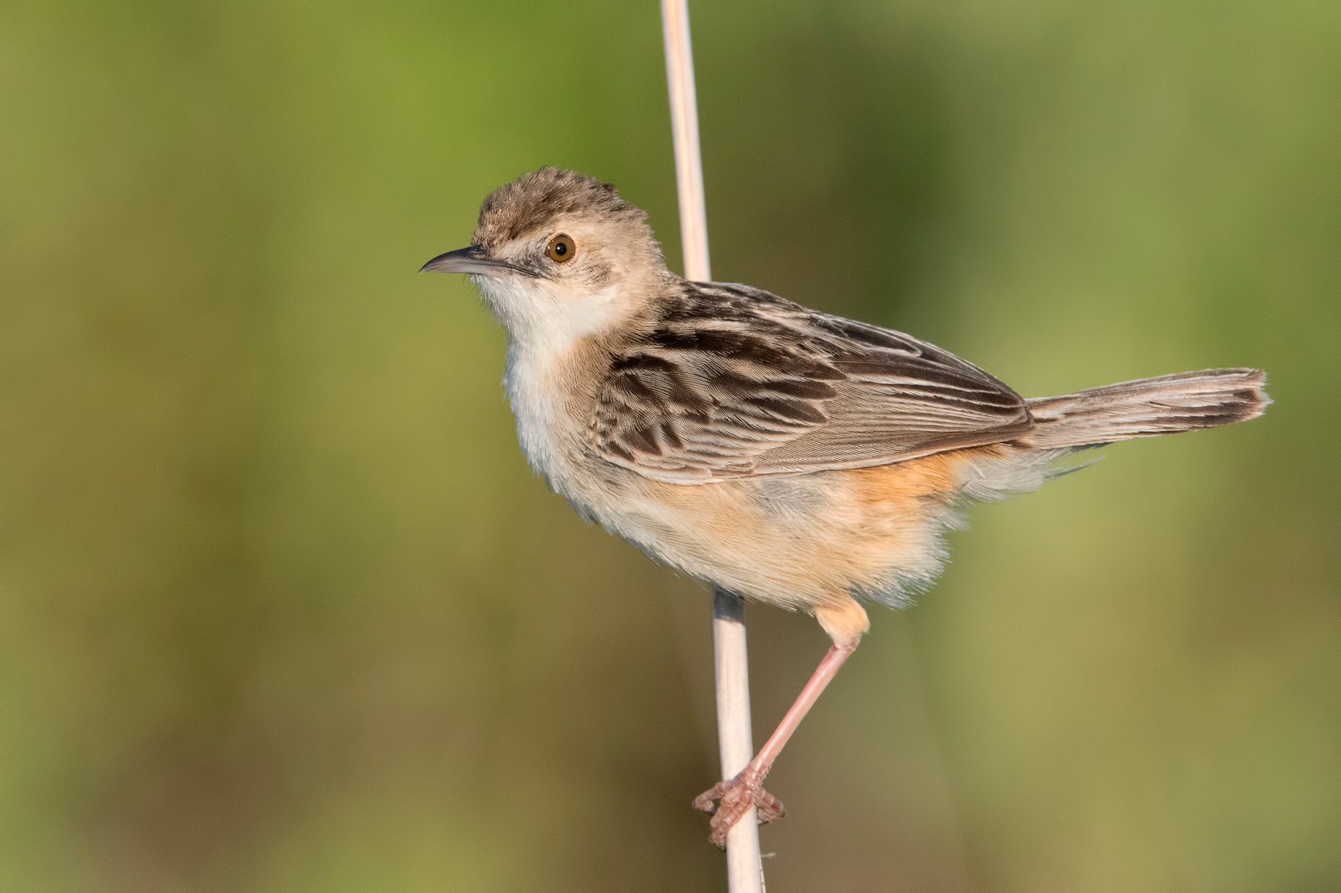 Nikon D500 sample photo. Zitting cisticola-beccamoschino photography