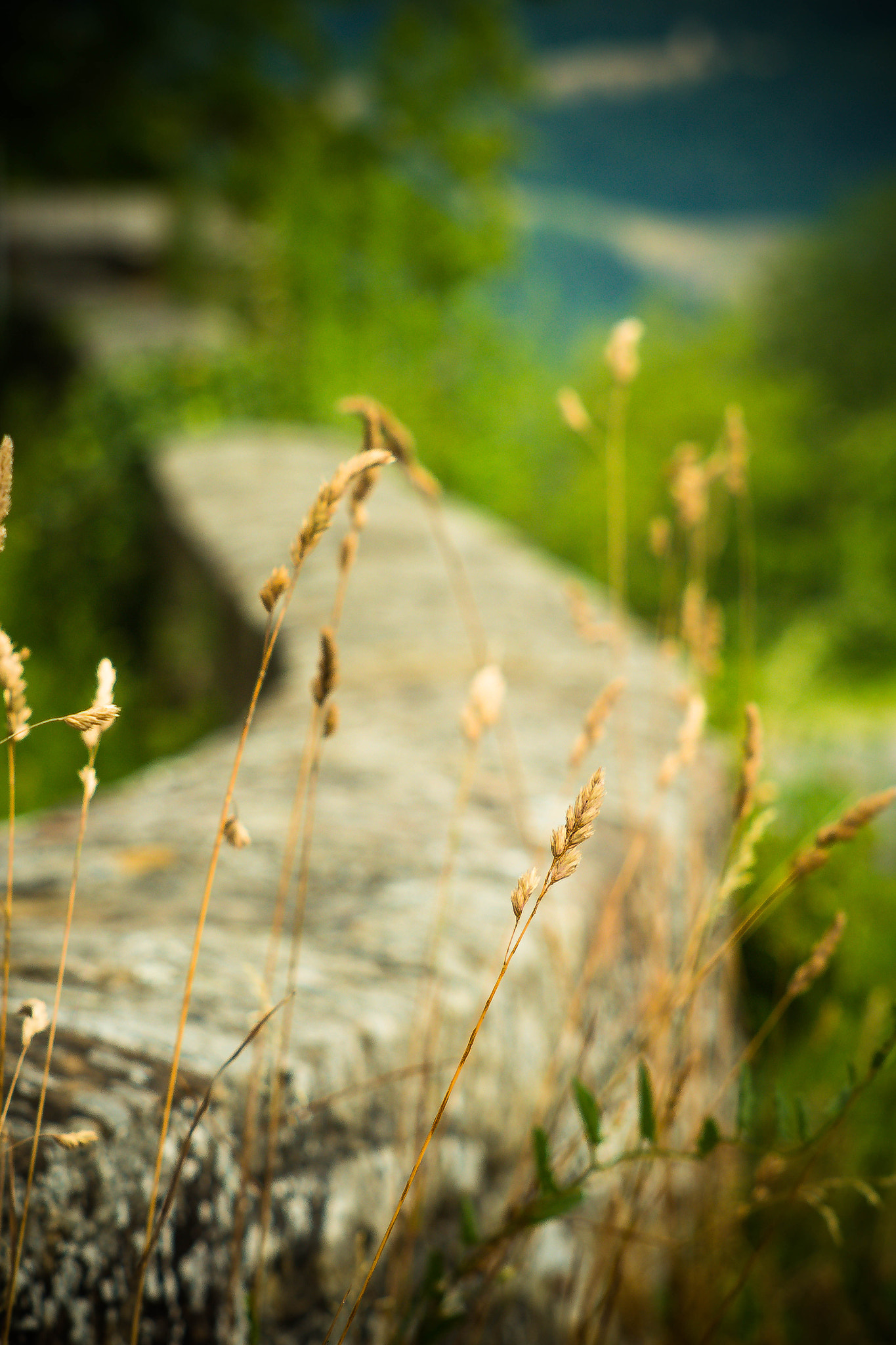 Canon EF 35-80mm f/4-5.6 sample photo