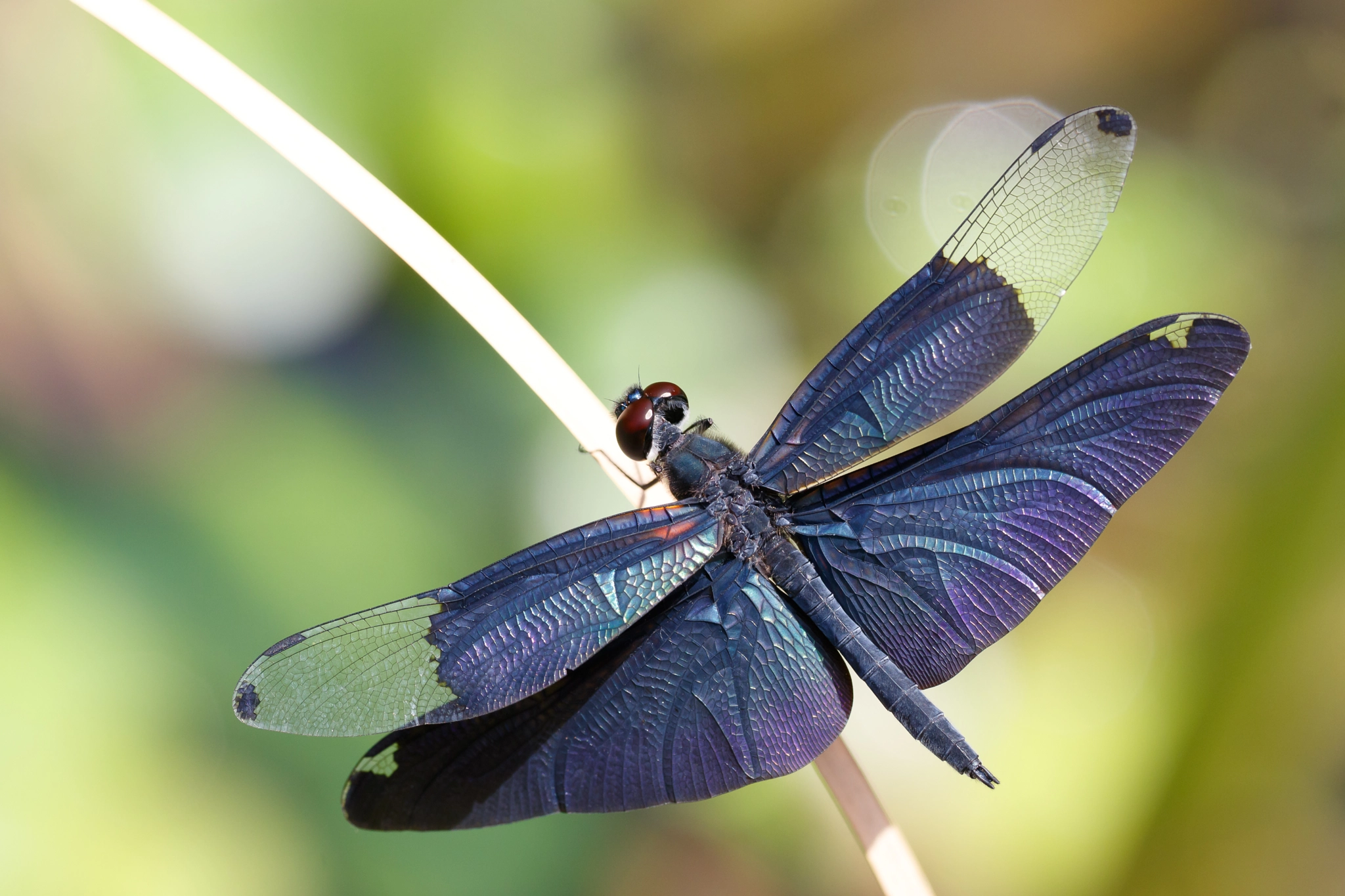 Sigma APO Macro 180mm F2.8 EX DG OS HSM sample photo. Rhyothemis fuliginosa photography