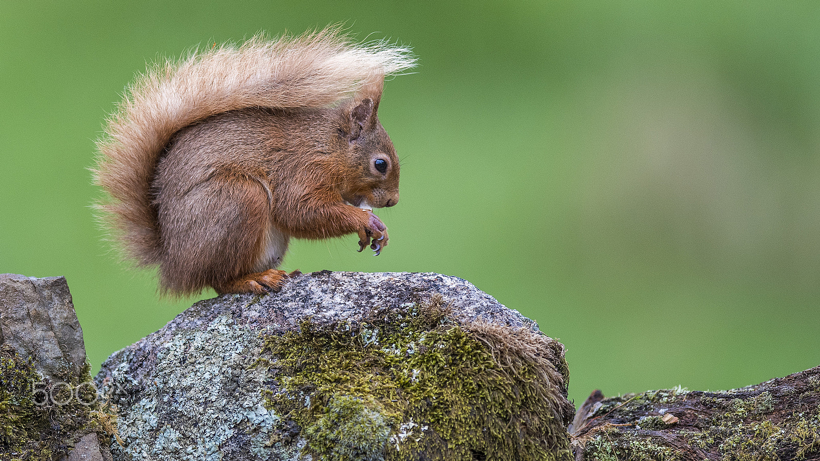 Nikon D810 + Nikon AF-S Nikkor 400mm F2.8G ED VR II sample photo. Red squirrel photography