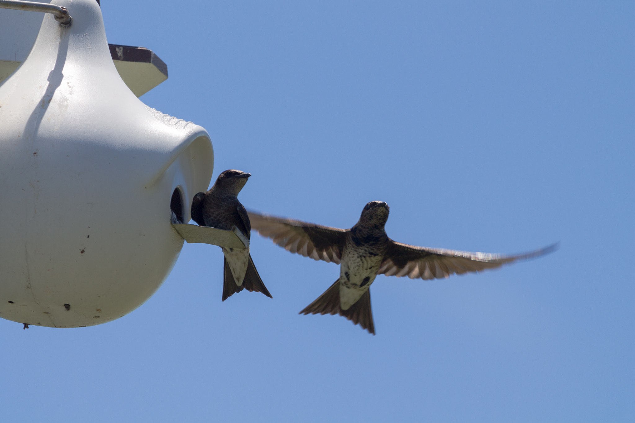 Canon EF 100-400mm F4.5-5.6L IS USM sample photo. Purple martins photography