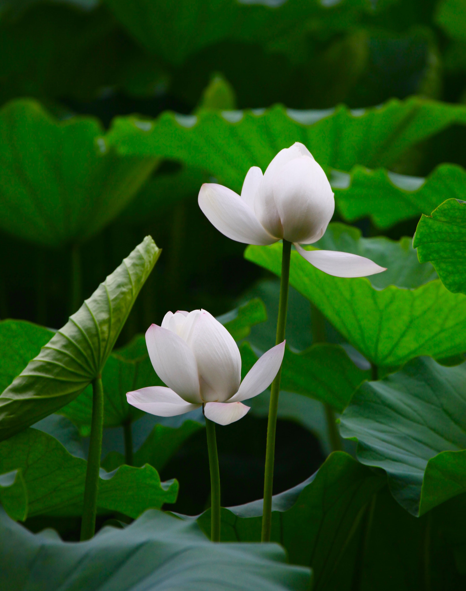 Canon EF 70-300mm F4-5.6L IS USM sample photo. 夏荷 photography