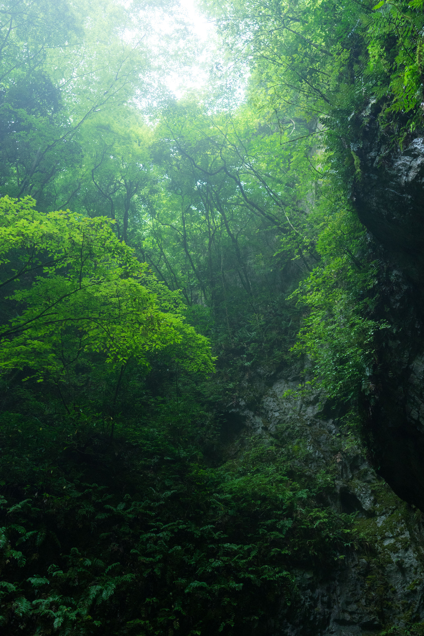 Sony a7 + Sony Distagon T* FE 35mm F1.4 ZA sample photo. Friendly green photography