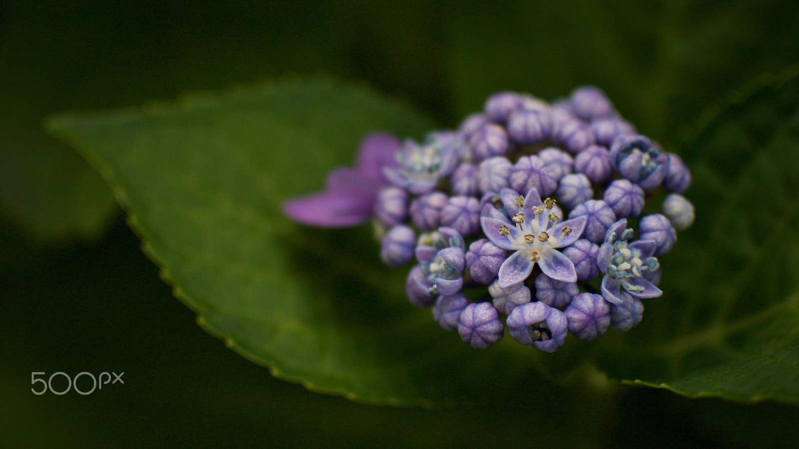 Nikon 1 J2 sample photo. Budding hydrangea (the next day) photography