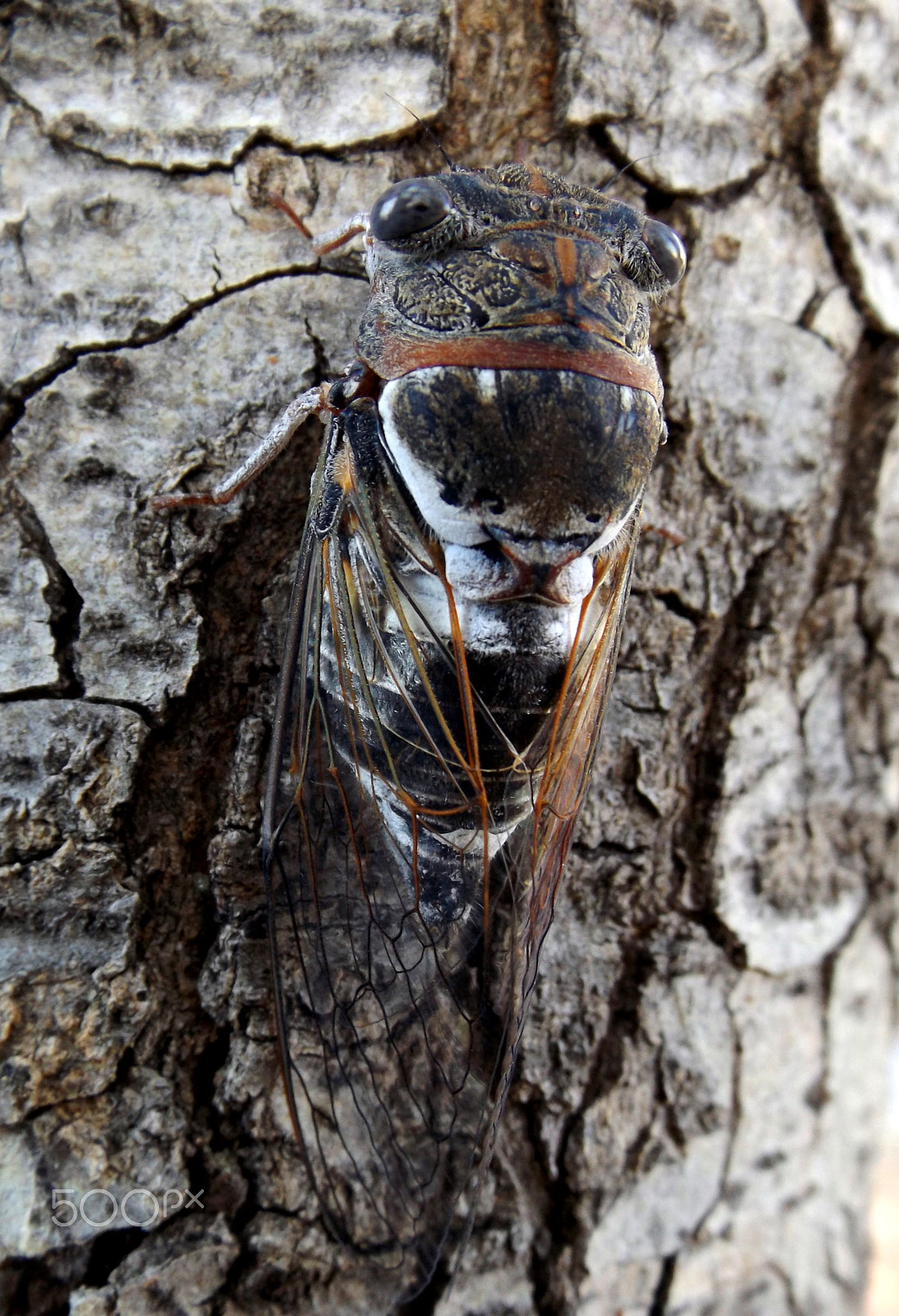 Fujifilm FinePix S4600 sample photo. Cicada photography