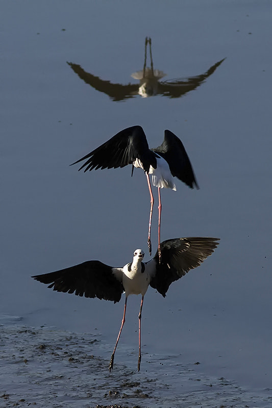 Canon EF 300mm F4L IS USM sample photo. White-backed stilt photography