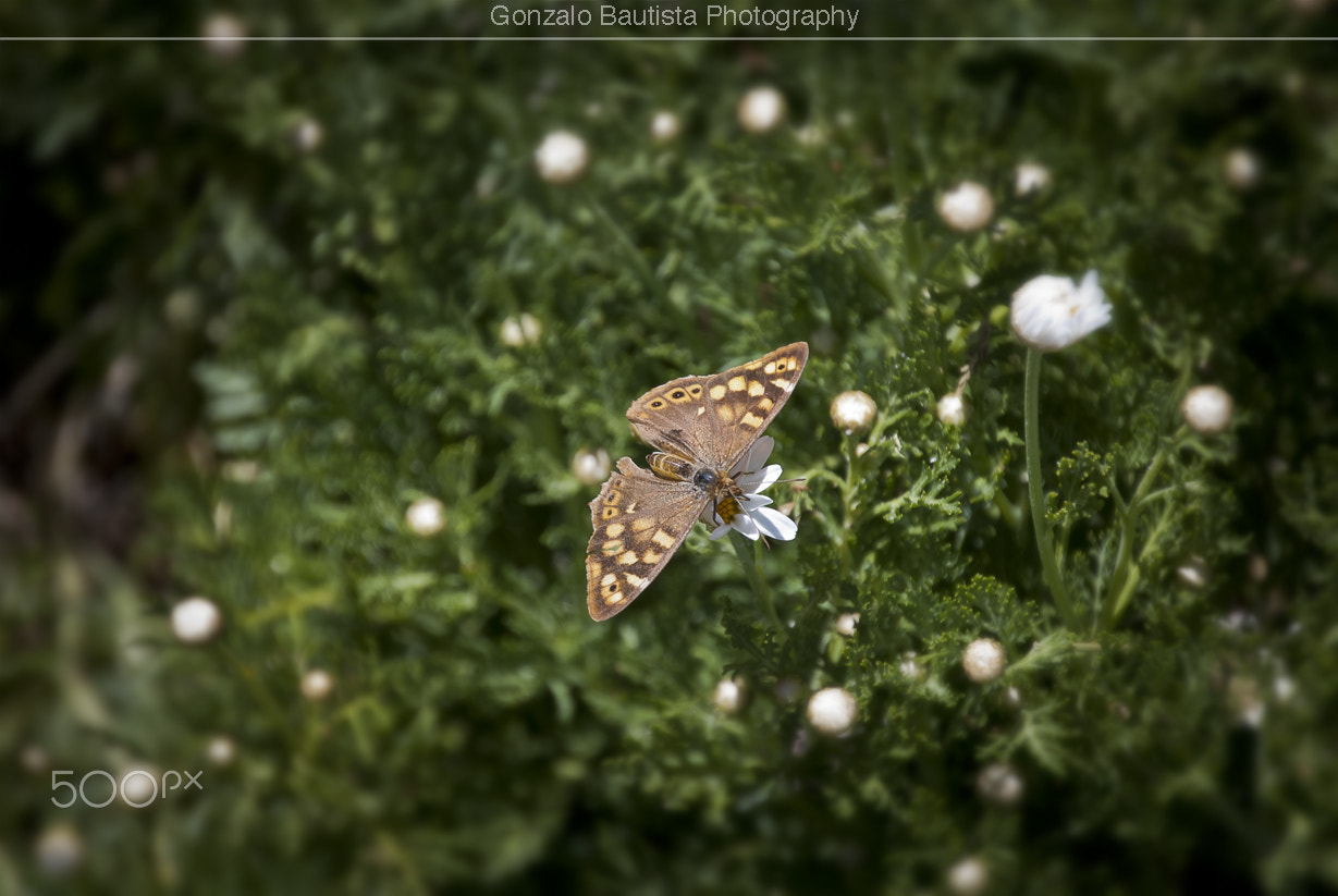 Nikon D40X + Tamron 18-270mm F3.5-6.3 Di II VC PZD sample photo. The tiny butterfly. photography