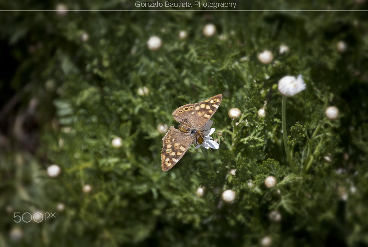Nikon D40X sample photo. The tiny butterfly. photography