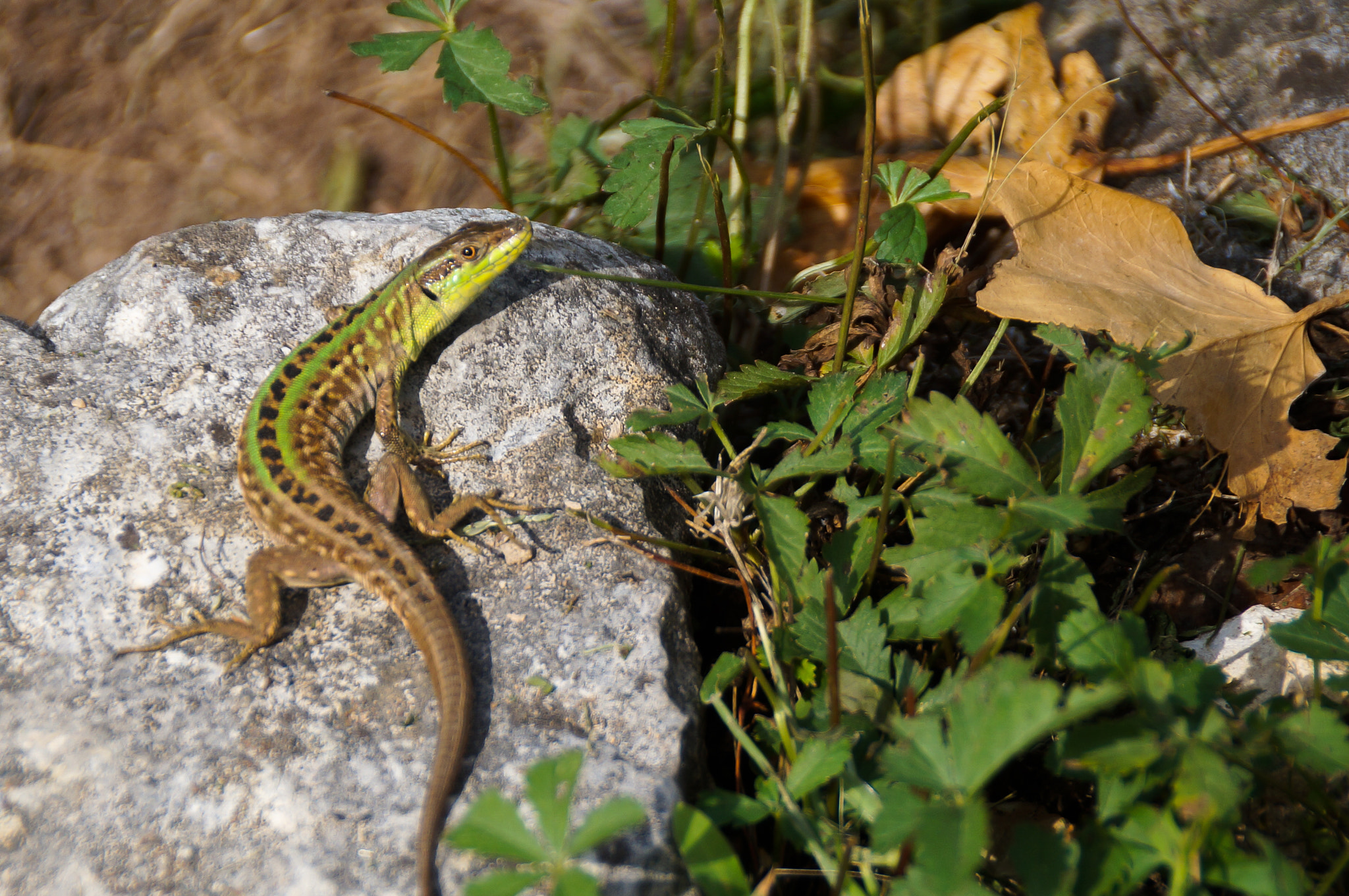 Sony DT 18-250mm F3.5-6.3 sample photo. Lizard photography