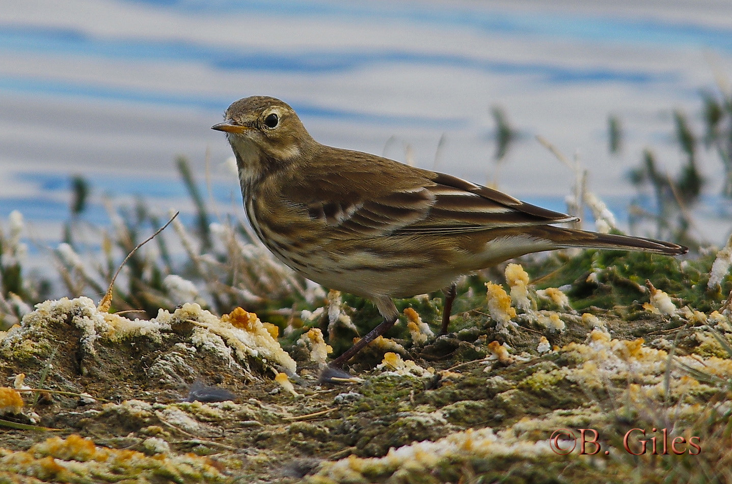 Sigma 150-500mm F5-6.3 DG OS HSM sample photo. American pipit photography