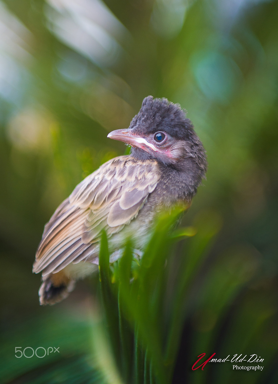 Nikon D610 + Sigma 24-70mm F2.8 EX DG Macro sample photo. Baby wood pecker photography