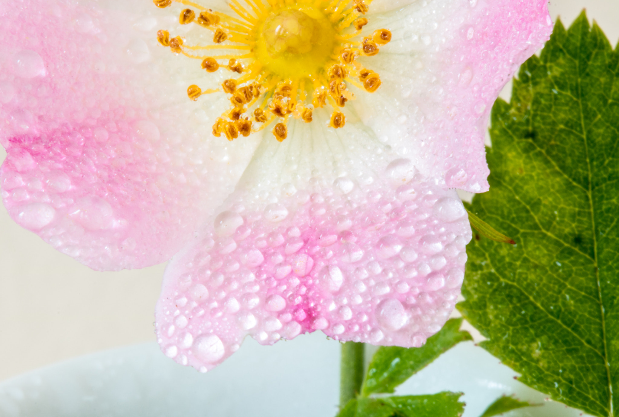 Canon EF 100mm F2.8 Macro USM sample photo. Flowers photography
