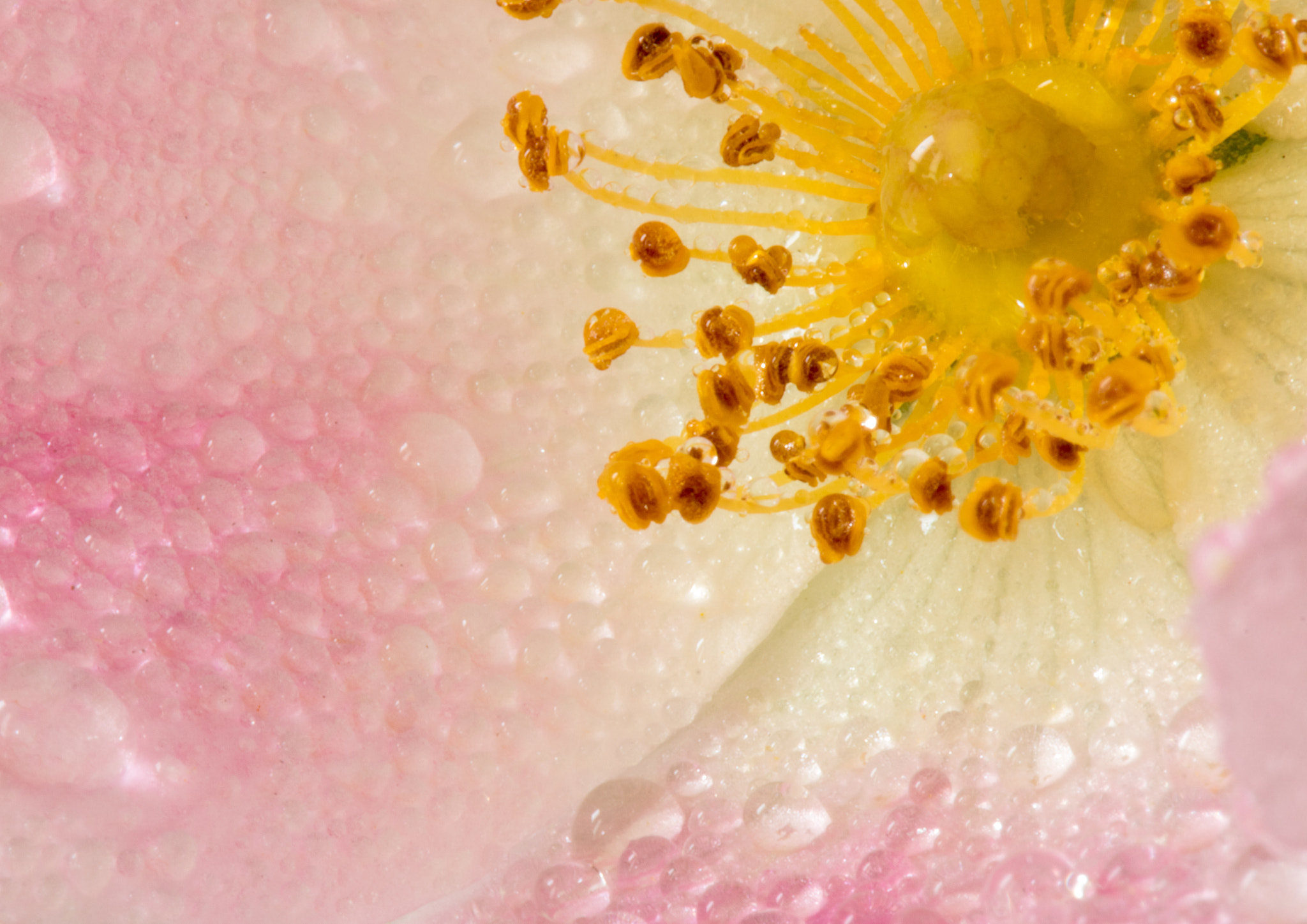 Canon EF 100mm F2.8 Macro USM sample photo. Flowers photography