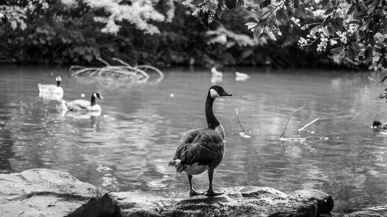 Sony SLT-A35 + Minolta AF 50mm F1.7 sample photo. "what did you say?" photography