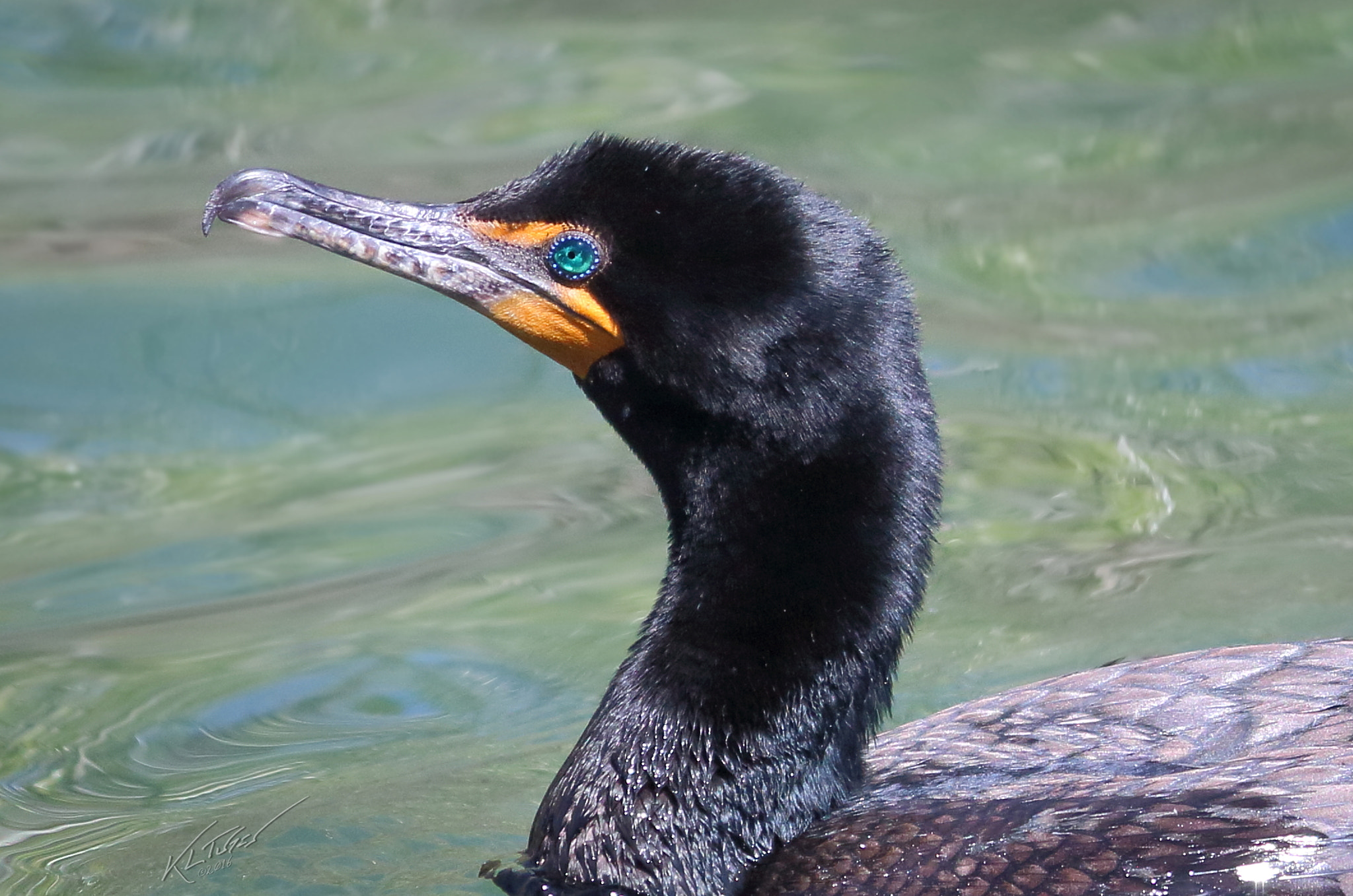 Canon EOS 100D (EOS Rebel SL1 / EOS Kiss X7) sample photo. Cormorant profile photography
