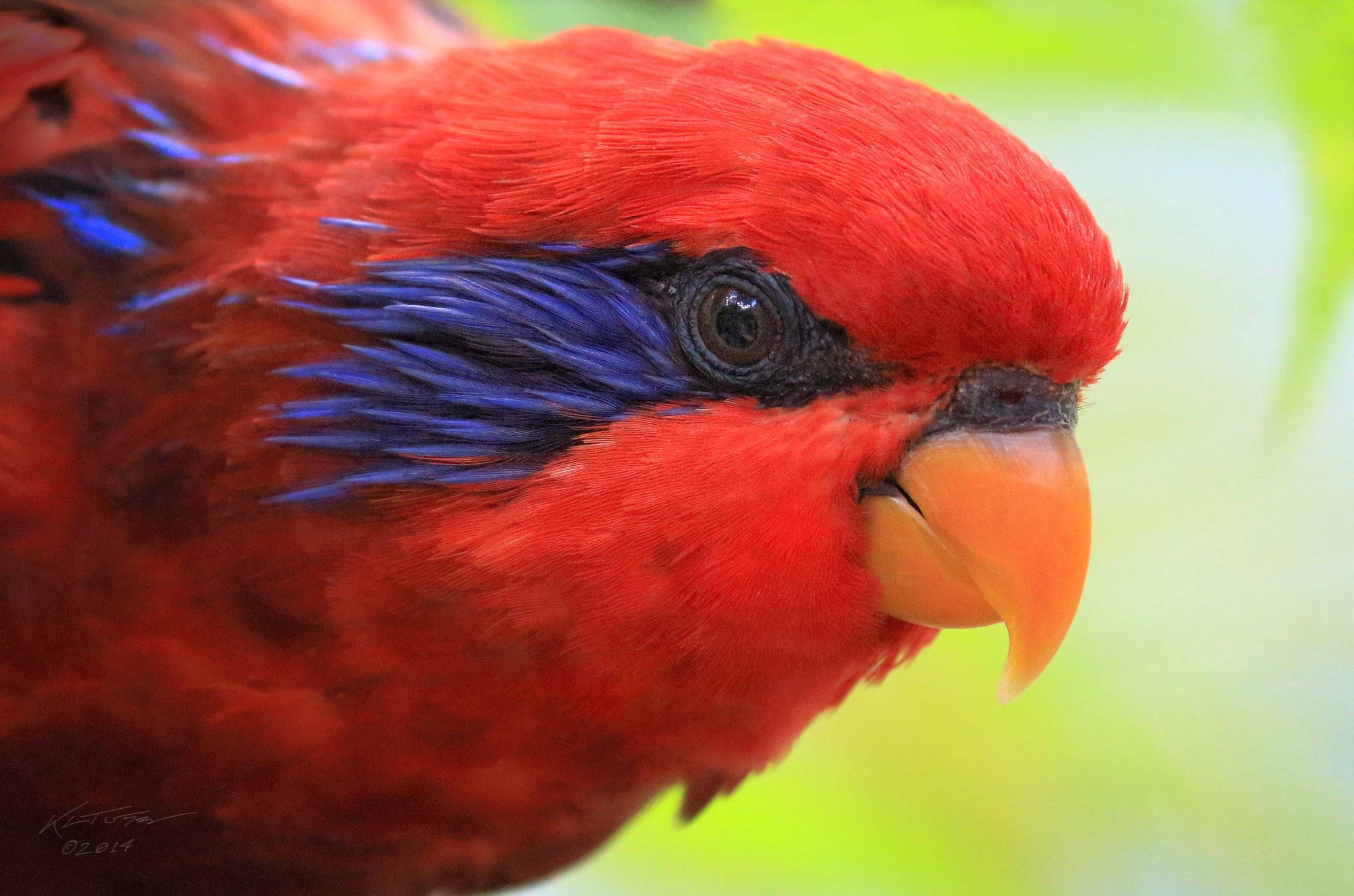 Canon EOS 100D (EOS Rebel SL1 / EOS Kiss X7) sample photo. Blue streaked lory photography