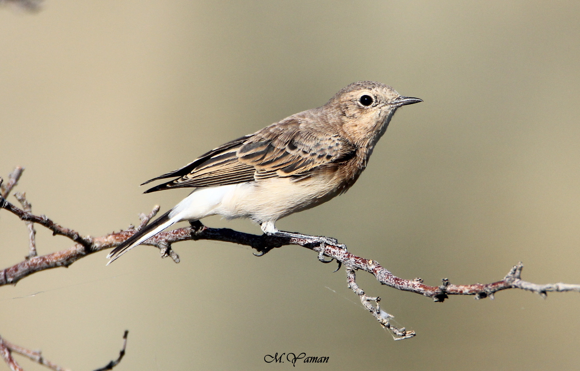 Tamron SP 150-600mm F5-6.3 Di VC USD sample photo. Black-eared wheatear photography