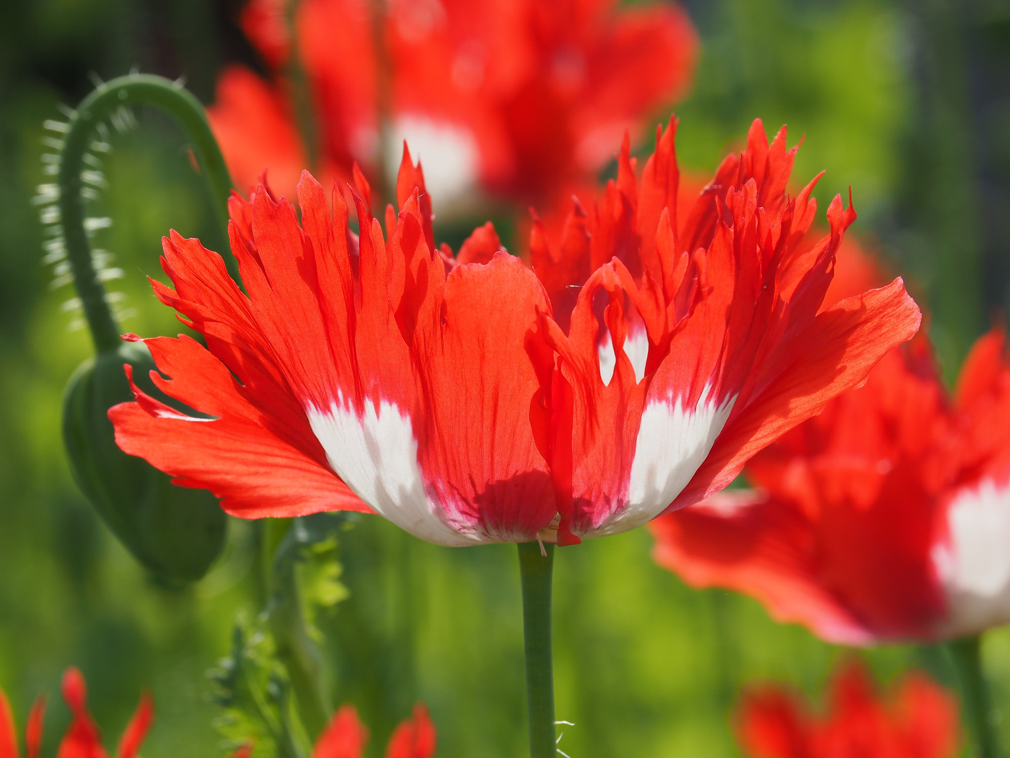 Olympus M.Zuiko Digital ED 14-150mm F4-5.6 sample photo. Poppy photography
