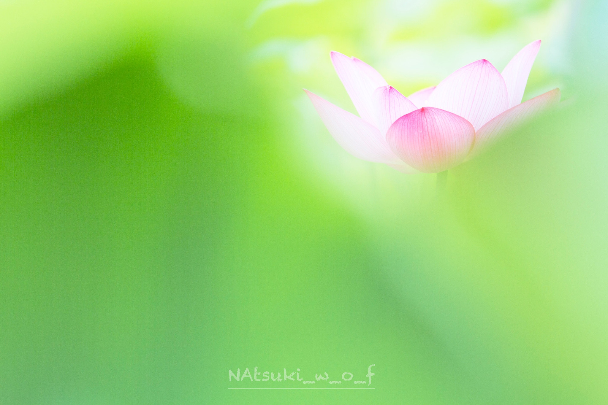 Canon EOS 7D sample photo. Lotus photography