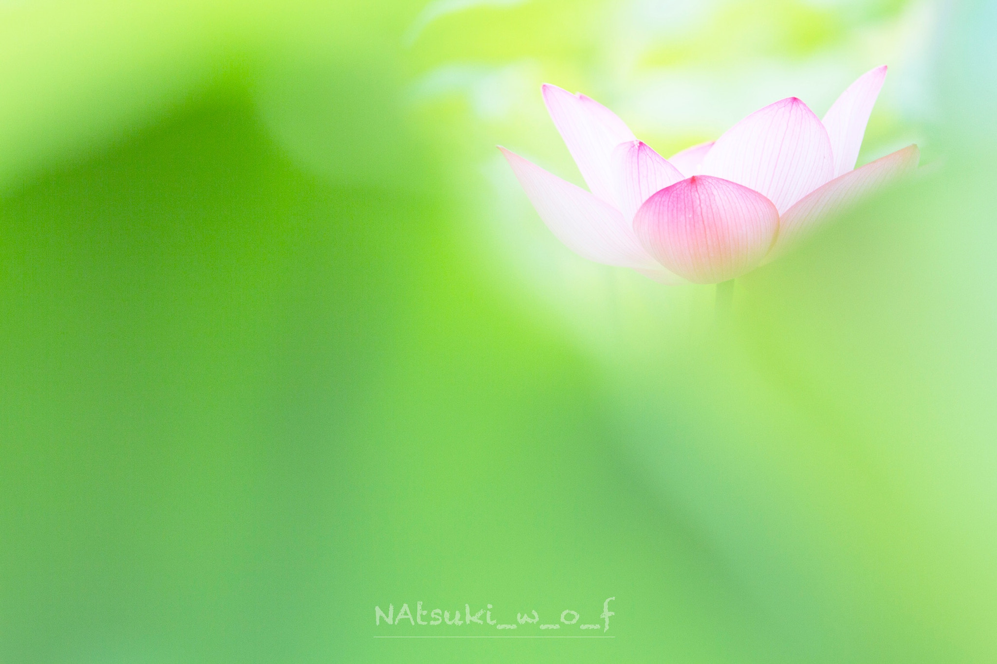 Tamron SP AF 180mm F3.5 Di LD (IF) Macro sample photo. Lotus photography