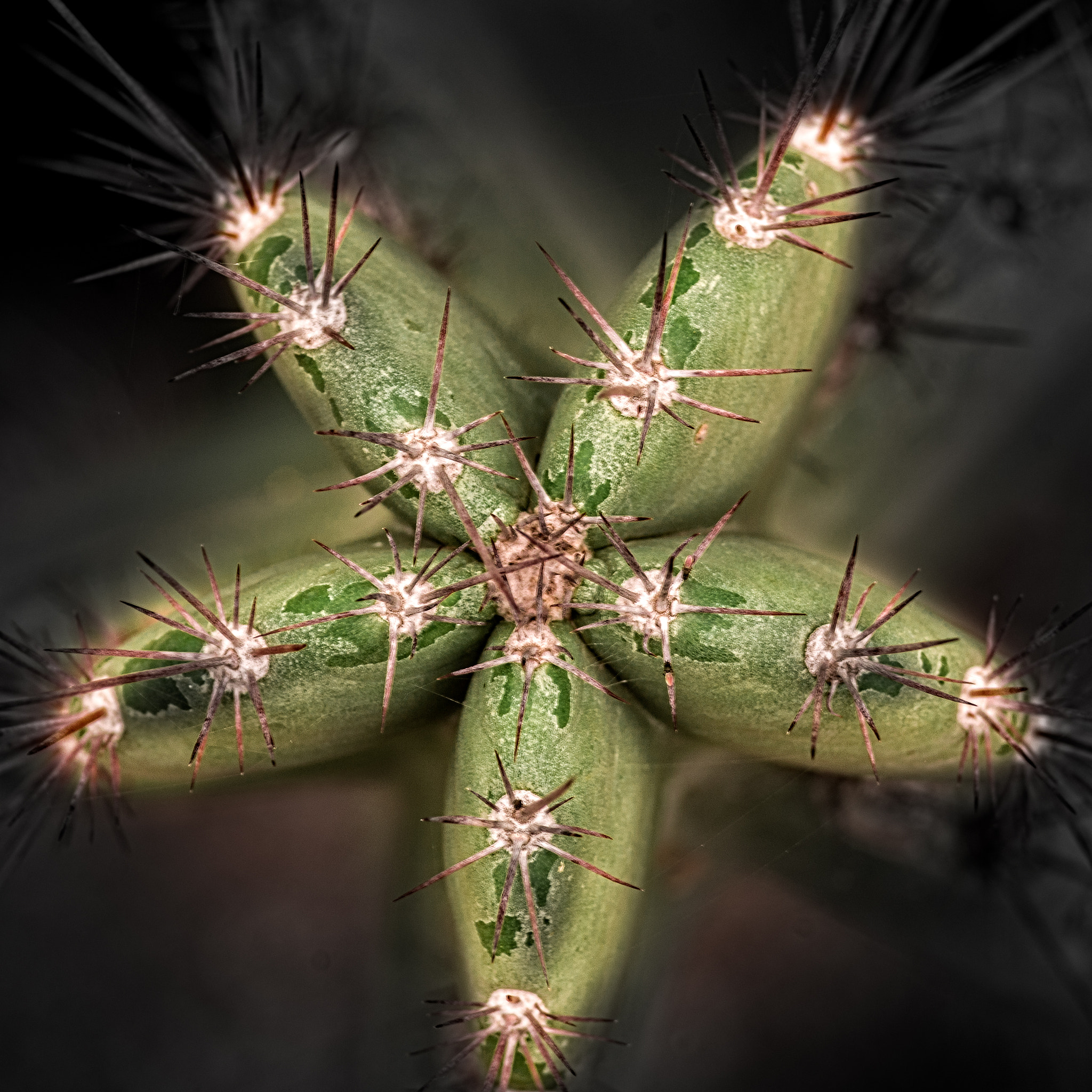 Nikon D40X sample photo. Star.. a cactus photography